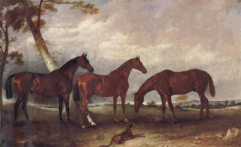 unknow artist Some Horses Germany oil painting art